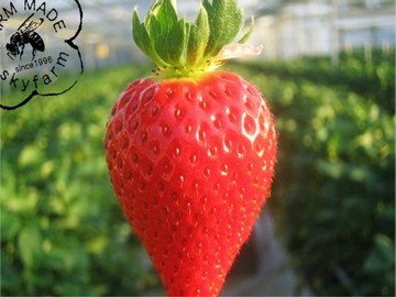 株式会社スカイファーム-1