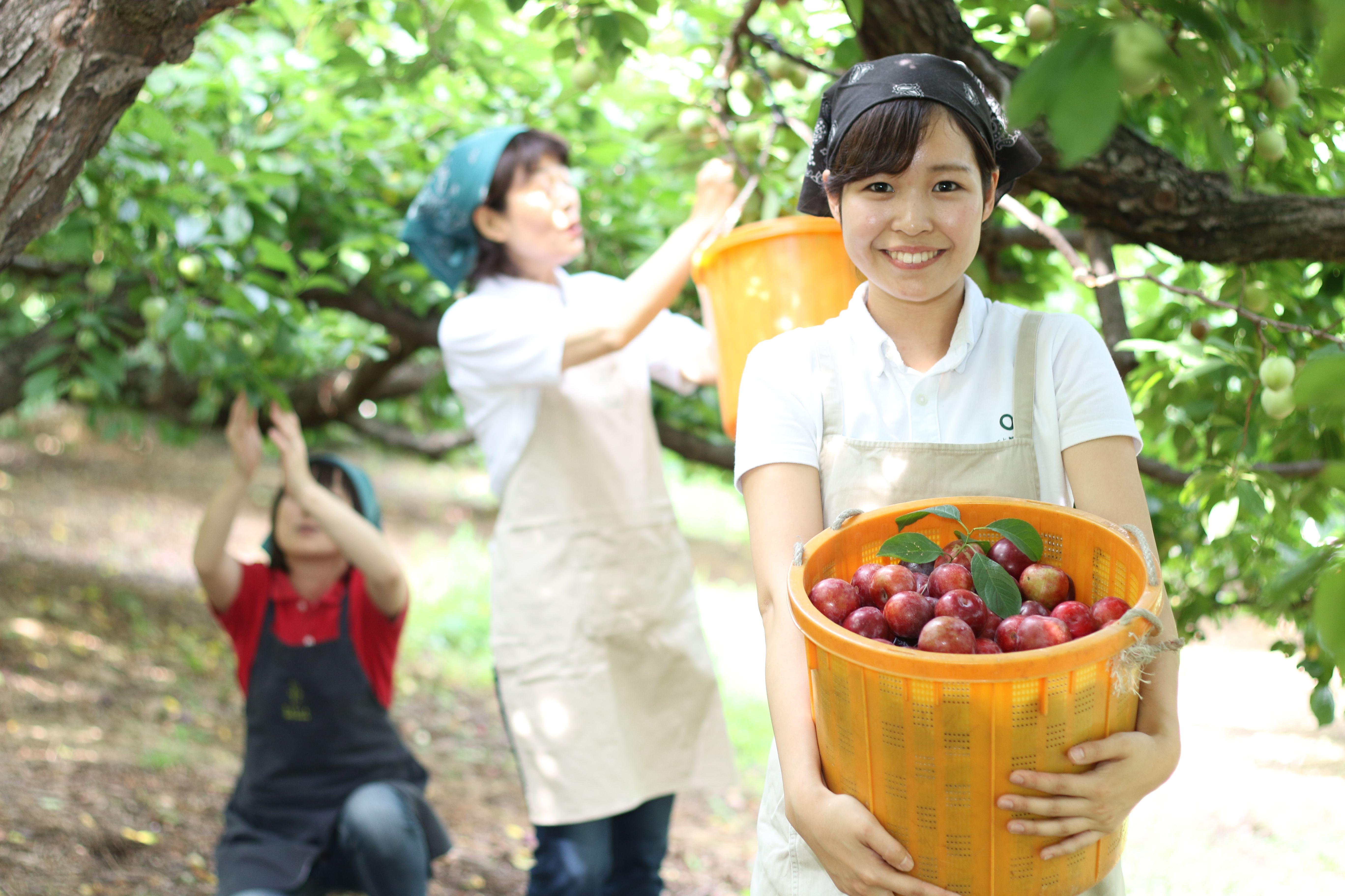 ★あぐりナビ農業求人～有限会社 井上誠耕園～香川県★