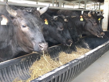 株式会社門屋食肉商事　大野山かどやファーム-5
