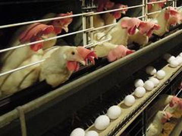 株式会社ホウトク農場-1
