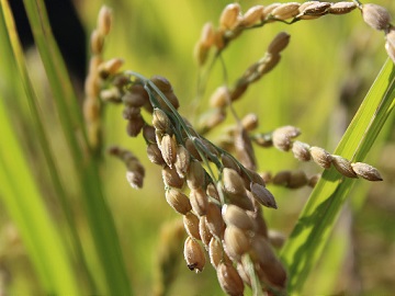 有限会社岩瀬-4