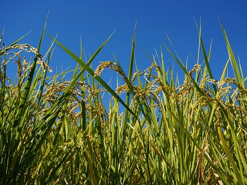 有限会社岩瀬-3