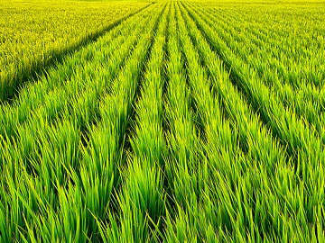 有限会社岩瀬-2