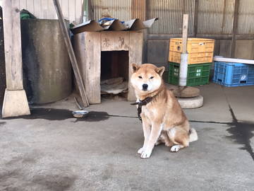 株式会社伊藤農園(多古町)-7