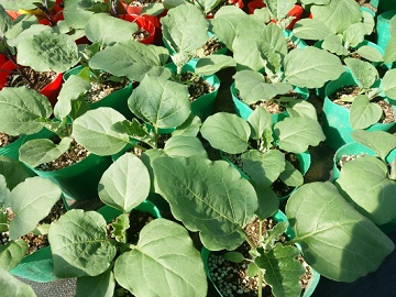 有限会社松村園芸-4