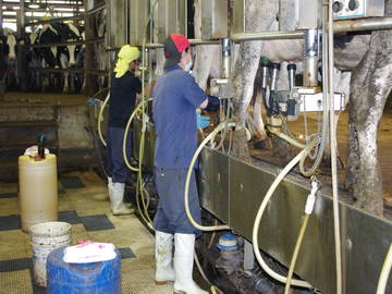 半田市酪農ヘルパー利用組合-4