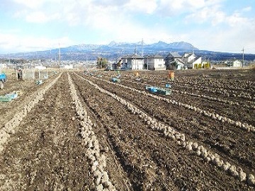 横田農園-3