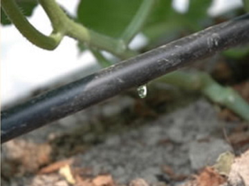 高知県香南市×野菜/法人【2786】-4