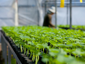 高知県香南市×野菜/法人【2786】-2