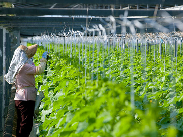 高知県香南市×野菜/法人【2786】-3