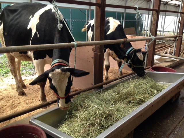 山梨県富士河口湖町×酪農/法人【3139】-5