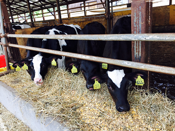 山梨県富士河口湖町×酪農/法人【3139】-7