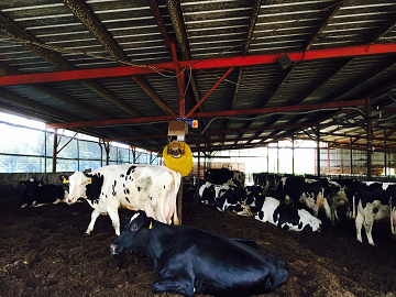 山梨県富士河口湖町×酪農/法人【3139】-2