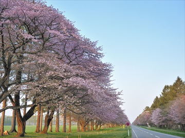 有限会社千代田牧場-1