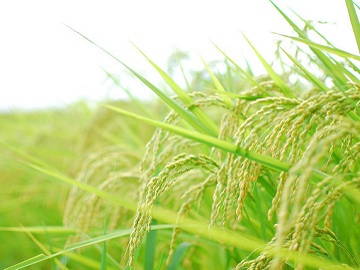 みのり農産愛荘株式会社-1