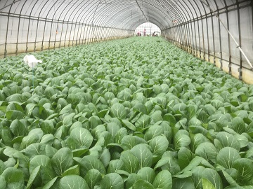 株式会社ファーム山脇-8