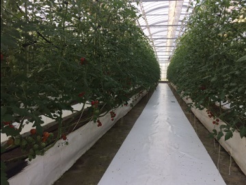 ★あぐりナビ農業求人～有限会社　グランスカイ～静岡県★