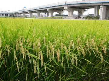 愛知県知立市×稲作・畑作/法人【3912】-2