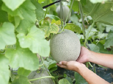 株式会社松井農園-4