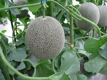 株式会社松井農園-2