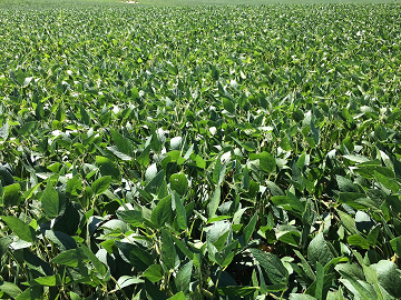 北海道江別市×野菜/法人【4702】-4