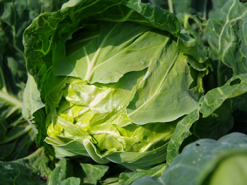 北海道江別市×野菜/法人【4702】-3