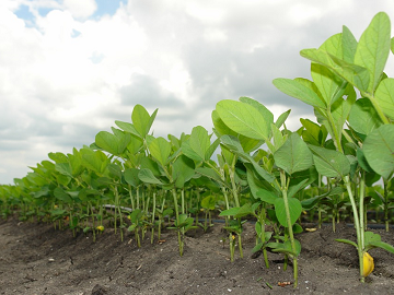 北海道江別市×野菜/法人【4702】-1