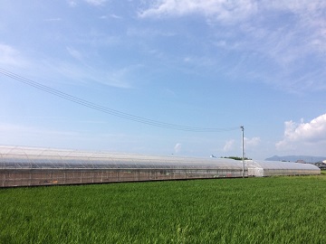 土井農園株式会社-8