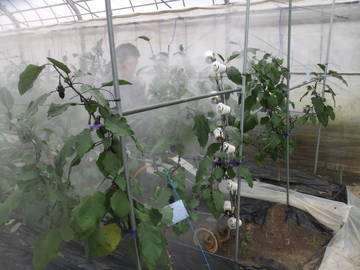 土井農園株式会社-6