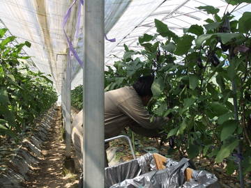 土井農園株式会社-5