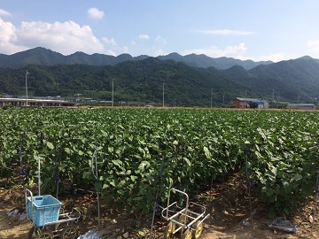 土井農園株式会社-3