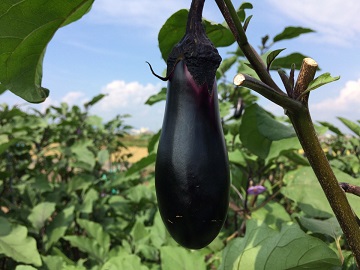 土井農園株式会社-1