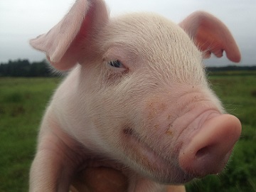 ★あぐりナビ農業求人～おおやファーム株式会社～北海道★