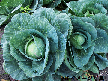 戸部農園(戸部 兼光)-4