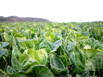 戸部農園(戸部 兼光)-3