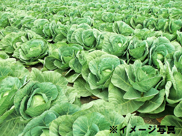 戸部農園(戸部 兼光)-2