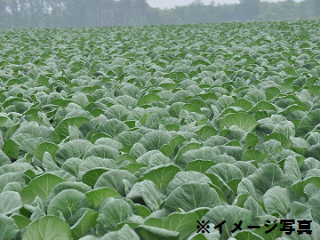 戸部農園(戸部 兼光)-1