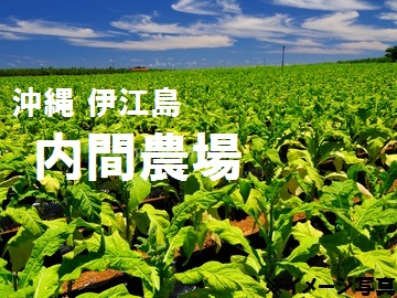 内間農場 沖縄県伊江村 期間限定アルバイトの求人情報 農業 酪農求人あぐりナビ