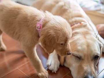 ★あぐりナビ農業求人～アニコム先進医療研究所株式会社～東京都★