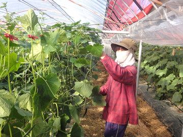 熊本県宇土市×野菜・果樹/法人【0226】-top