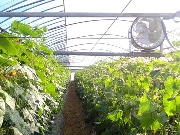 熊本県宇土市×野菜・果樹/法人【0226】-1