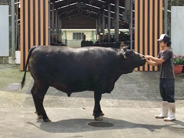 株式会社門屋食肉商事　大野山かどやファーム-4