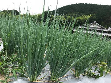 株式会社西陣屋-4