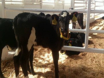 ★あぐりナビ農業求人～高橋牧場株式会社～北海道★
