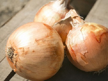 兵庫県淡路市×露地野菜/法人【32035】-1