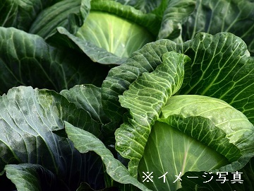 干川農園-top