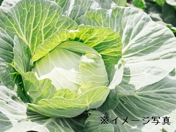 多摩市×福祉(農作業指導者)/法人【32062】-top