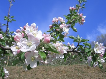 株式会社黒田りんご園-4