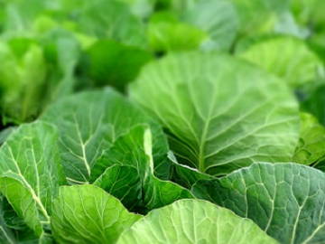 戸部農園(戸部 兼光)-top