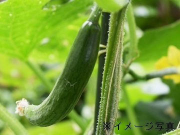 若林ファーム-top
